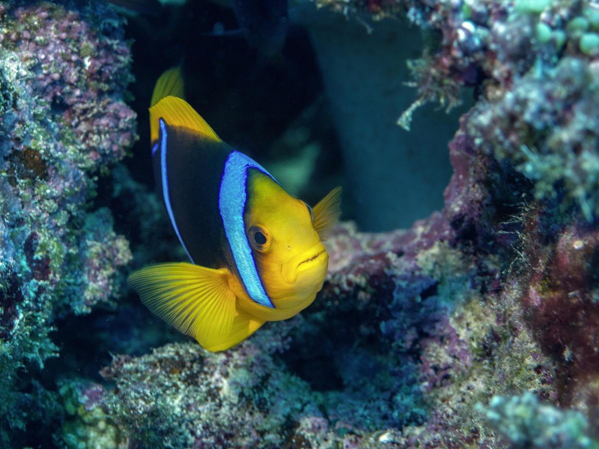 Oneta Resort Naqara Zewnętrze zdjęcie